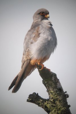 Red-footed Falcon - Falco vespertinus