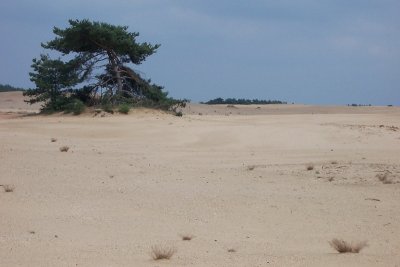 Hoge Veluwe NP, Netherlands