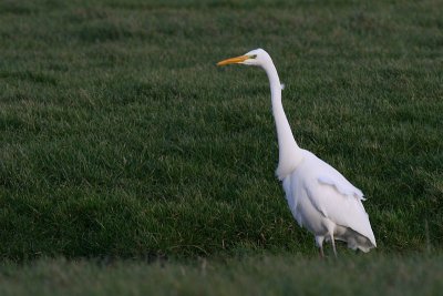 Great White Egret - Casmerodius albus