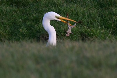 Great White Egret - Casmerodius albus