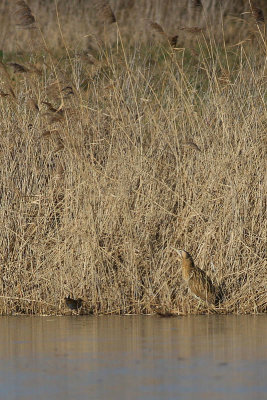 Great Bittern - Botaurus stellaris