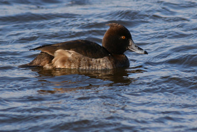Tufted Duck - Aythya fuligula