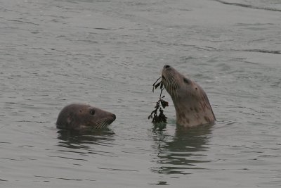 Grey Seals - Halichoerus grypus - Grijze Zeehonden