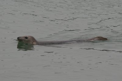 Grey Seal - Halichoerus grypus - Grijze Zeehond