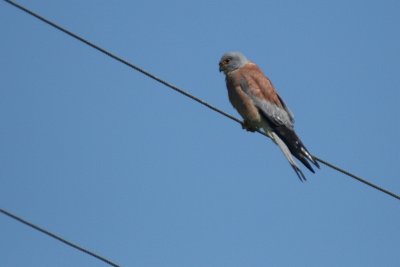 Lesser Kestrel - Falco naumannii