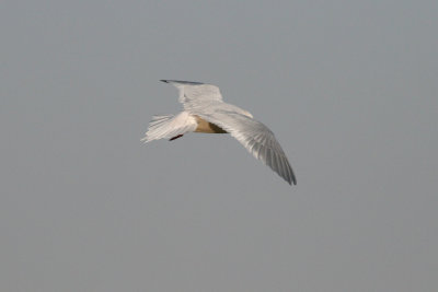 Ross's Gull - Rhodostethia rosea