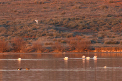 Ross's Gull - Rhodostethia rosea