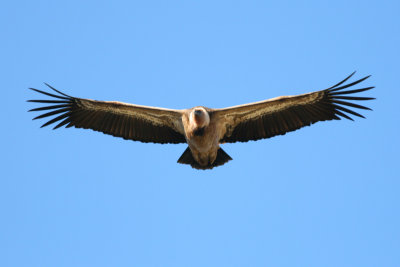 Griffion Vulture - Gyps fulvus