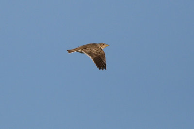 Calandra Lark - Melanocorypha calandra