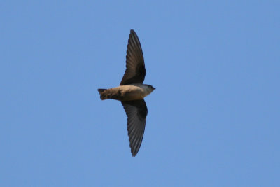 Eurasian Crag Martin - Ptyonoprogne rupestris