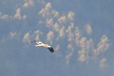 Egyptian Vulture - Neophron percnopterus