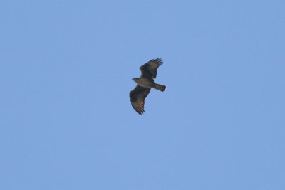 Bonelli's Eagle - Aquila fasciata