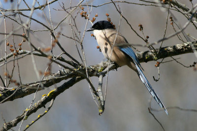 Azure-winged Magpie - Cyanopica cyana