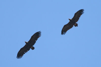 Cinereous Vultures - Aegypius monachus