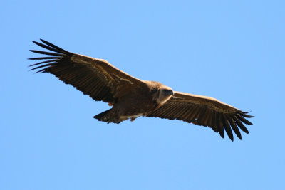 Griffion Vulture - Gyps fulvus