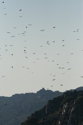 Griffion Vultures - Gyps fulvus