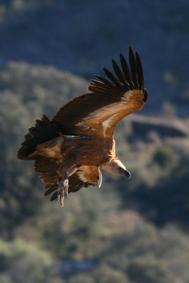 Griffion Vulture - Gyps fulvus