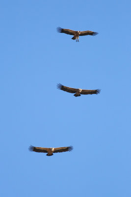 Griffion Vultures - Gyps fulvus