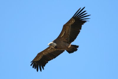 Griffion Vulture - Gyps fulvus