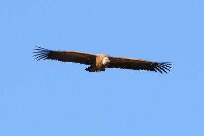 Griffion Vulture - Gyps fulvus