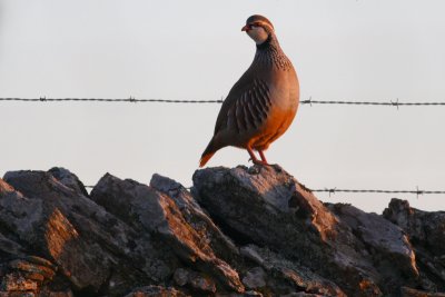 Red-legged Partridge - Alectoris rufa