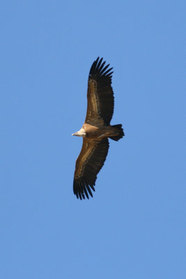 Griffion Vulture - Gyps fulvus