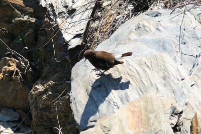 Black Wheatear - Oenanthe leucura