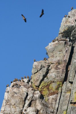 Griffion Vultures - Gyps fulvus