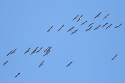 Common Cranes - Grus grus