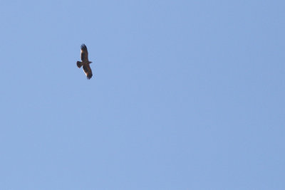 Spanish Imperial Eagle - Aquila adalberti