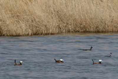 White-headed Ducks - Oxyura leucocephala