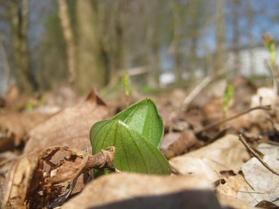 Neottia ovata - Common Twayblade