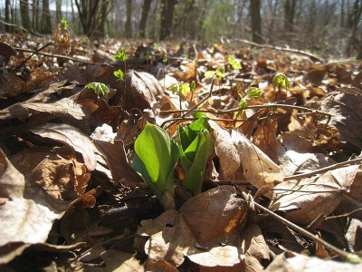 Neottia ovata - Common Twayblade