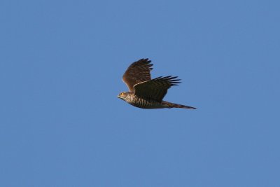 Eurasian Sparrowhawk - Accipiter nisus