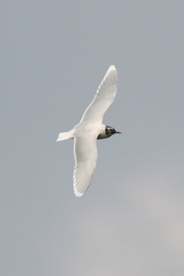 Little Gull - Larus minutus