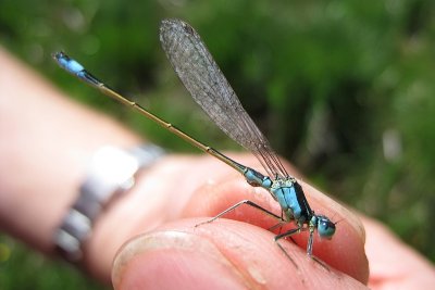 Ischnura elegans spp.