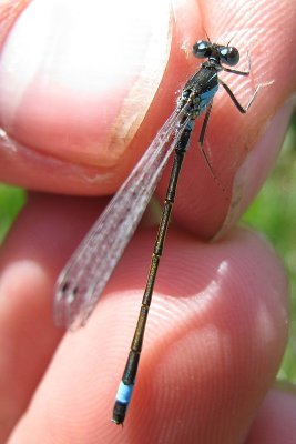 Ischnura elegans spp.