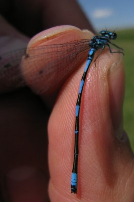 Coenagrion pulchellum