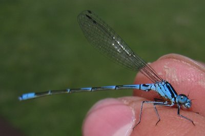 Coenagrion pulchellum