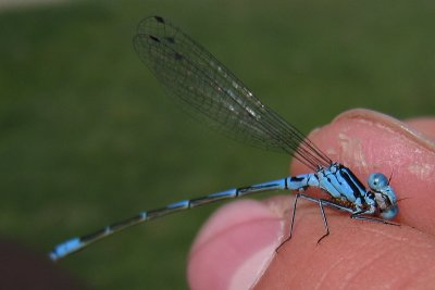 Coenagrion pulchellum