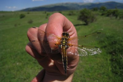 Libellula quadrimaculata