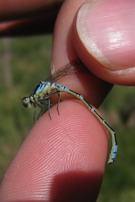 Coenagrion lunulatum