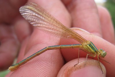 Lestes barbarus