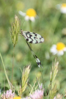 Nemoptera sinuata