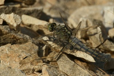 Orthetrum cancellatum