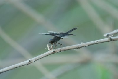 Brachythemis fuscopalliata