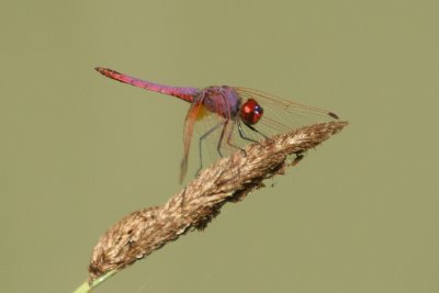 Trithemis annulata