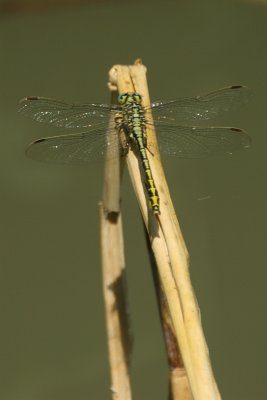 Gomphus davidii