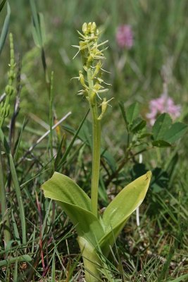 Liparis loeselii - Fen Orchid