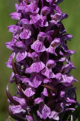 Dactylorhiza incarnata - Early Marsh-orchid